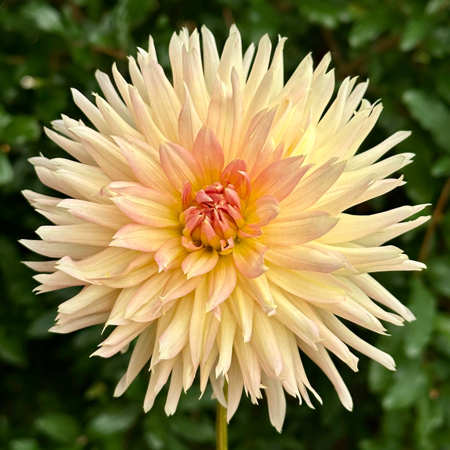 Henriette Dahlia Tuber