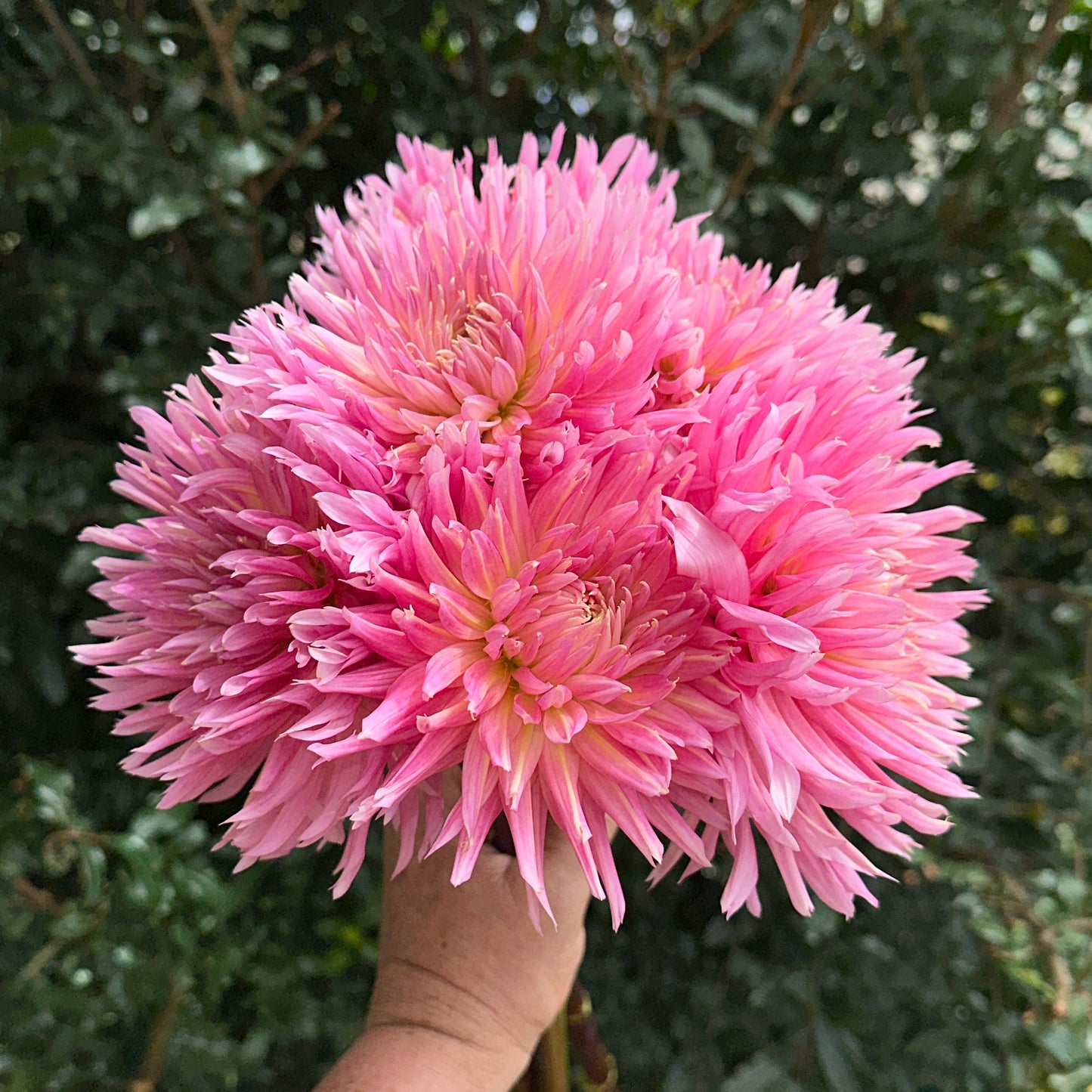 Hollyhill Cotton Candy Dahlia Tuber