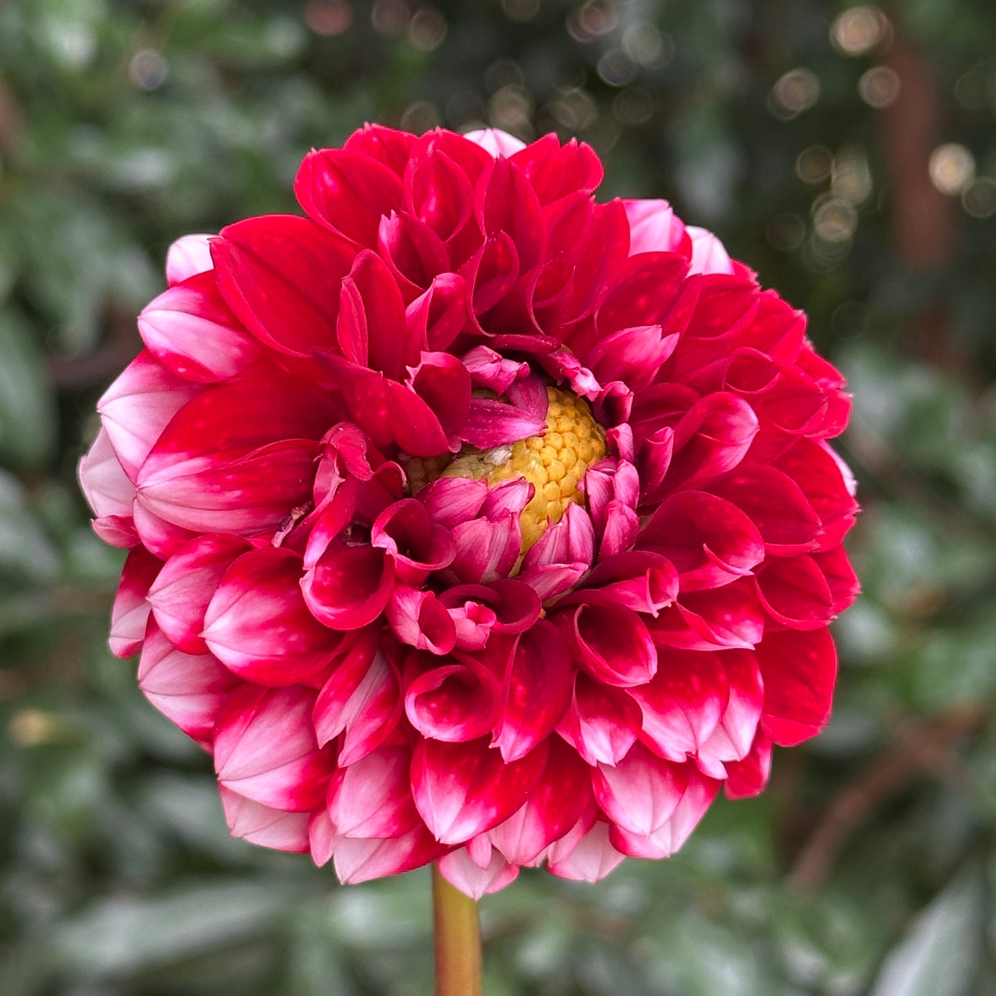 Hapet Picotee Dahlia Tuber