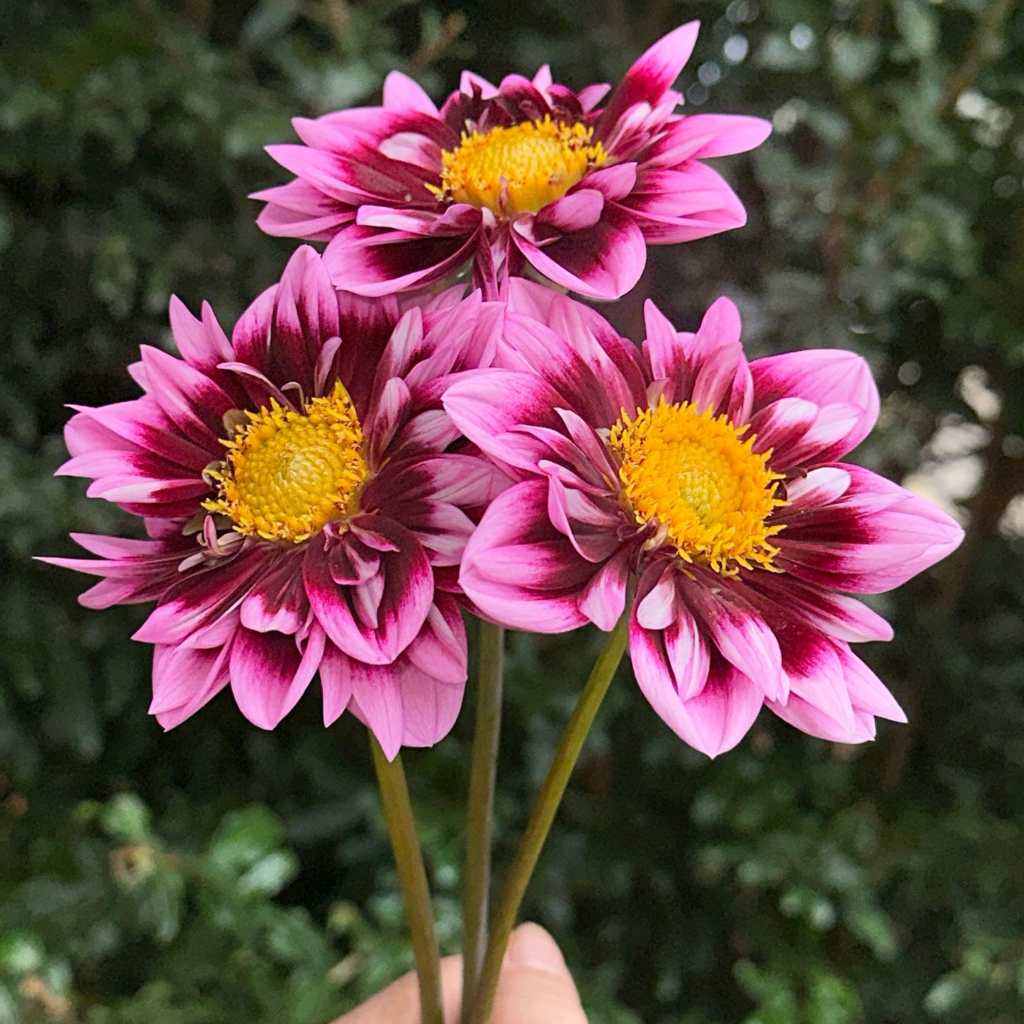 Liquid Desire Dahlia Tuber