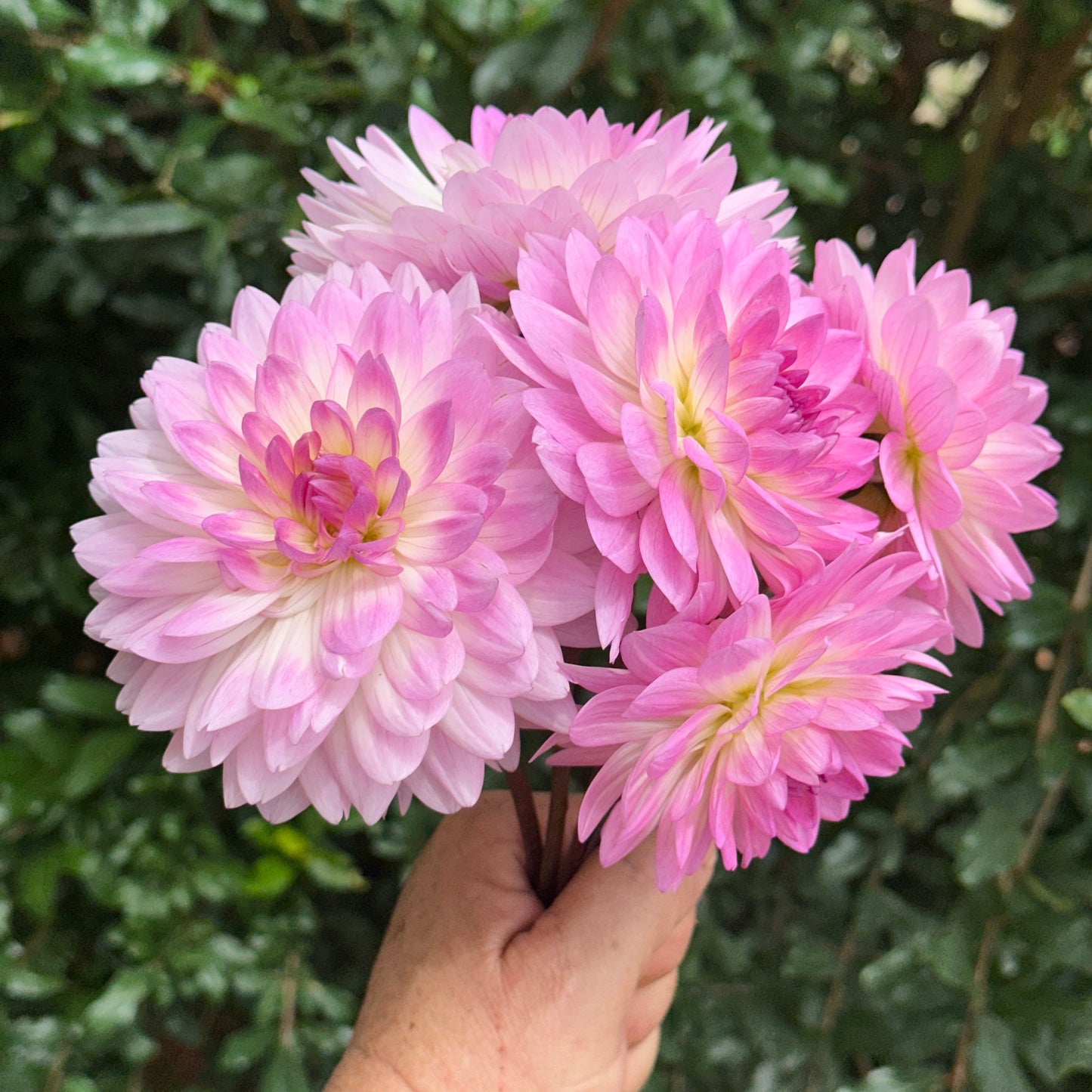 Nepos Dahlia Tuber