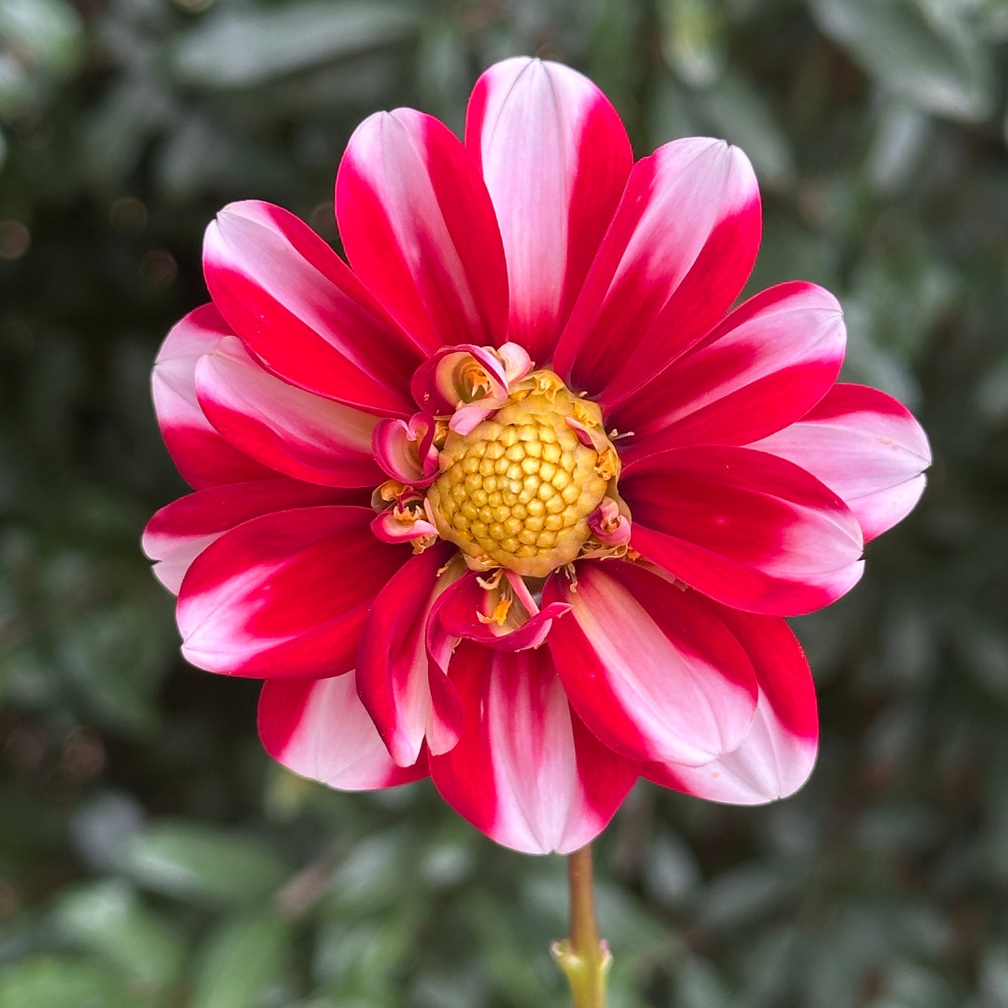 Dalaya Jadoo Dahlia Tuber