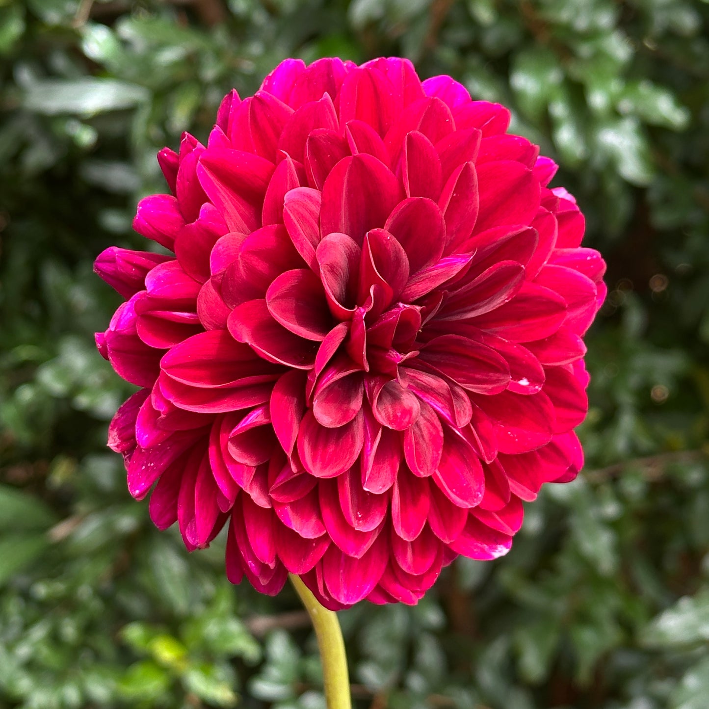 Karma Naomi Dahlia Tuber