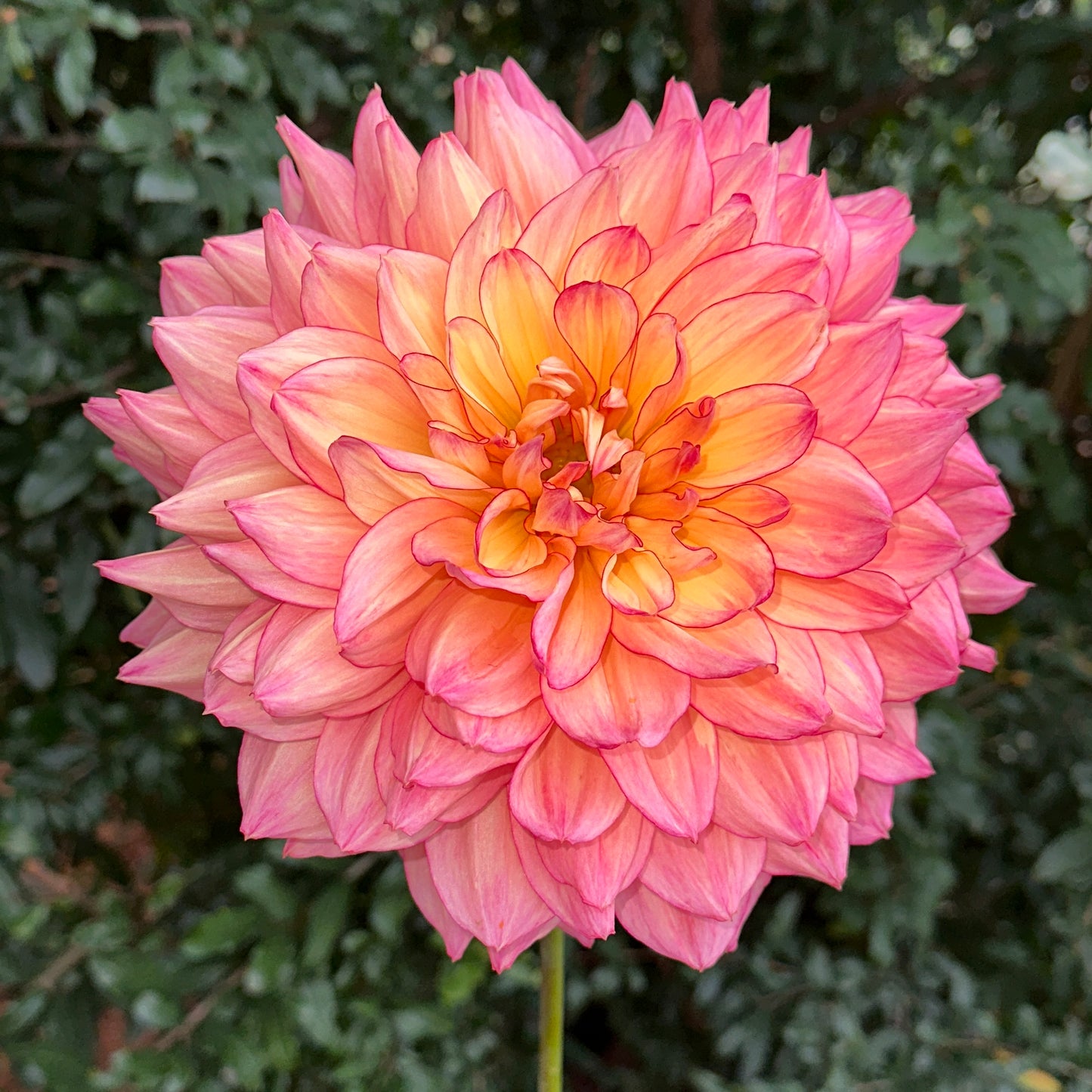 Bubbling Over Dahlia (Limit 1 p.p)