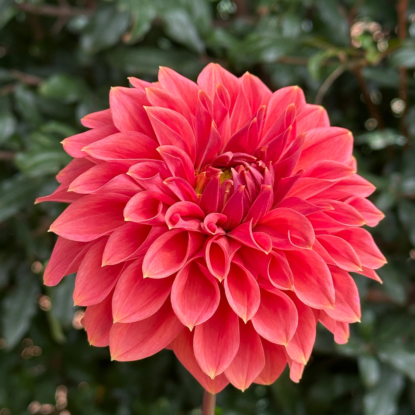 Hy Patti Dahlia (Limit 1 p.p)