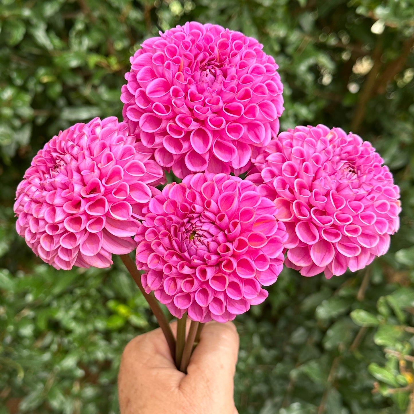 Isabel Dahlia Tuber