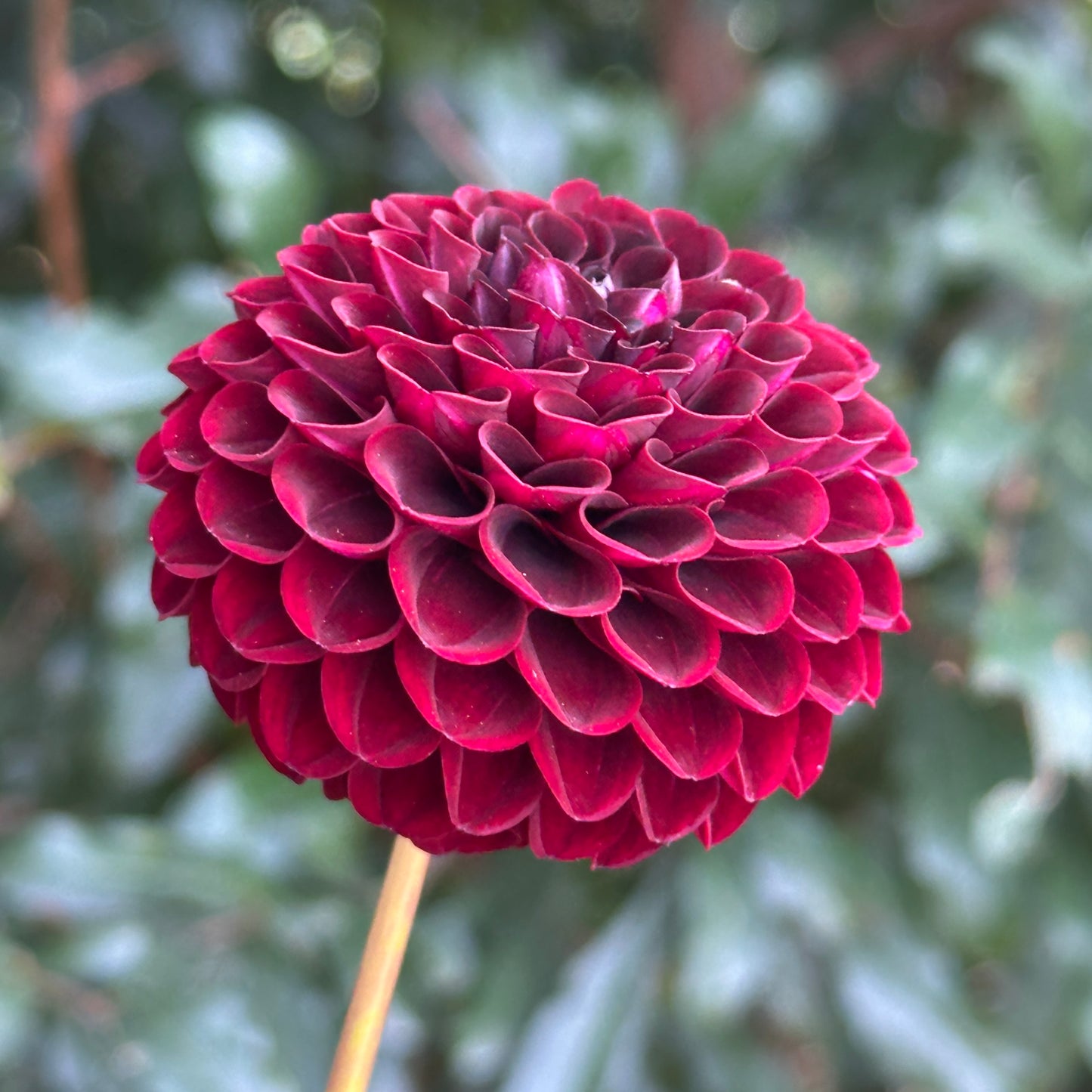 Tisa Dahlia Tuber