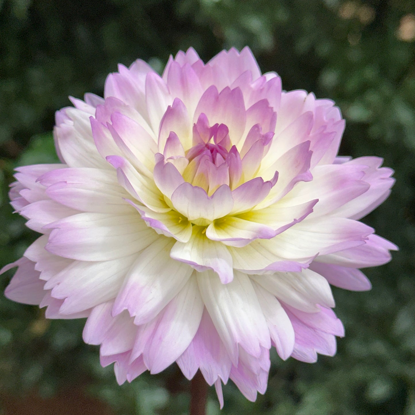 Sandia Melody Dahlia (Limit 1 p.p)