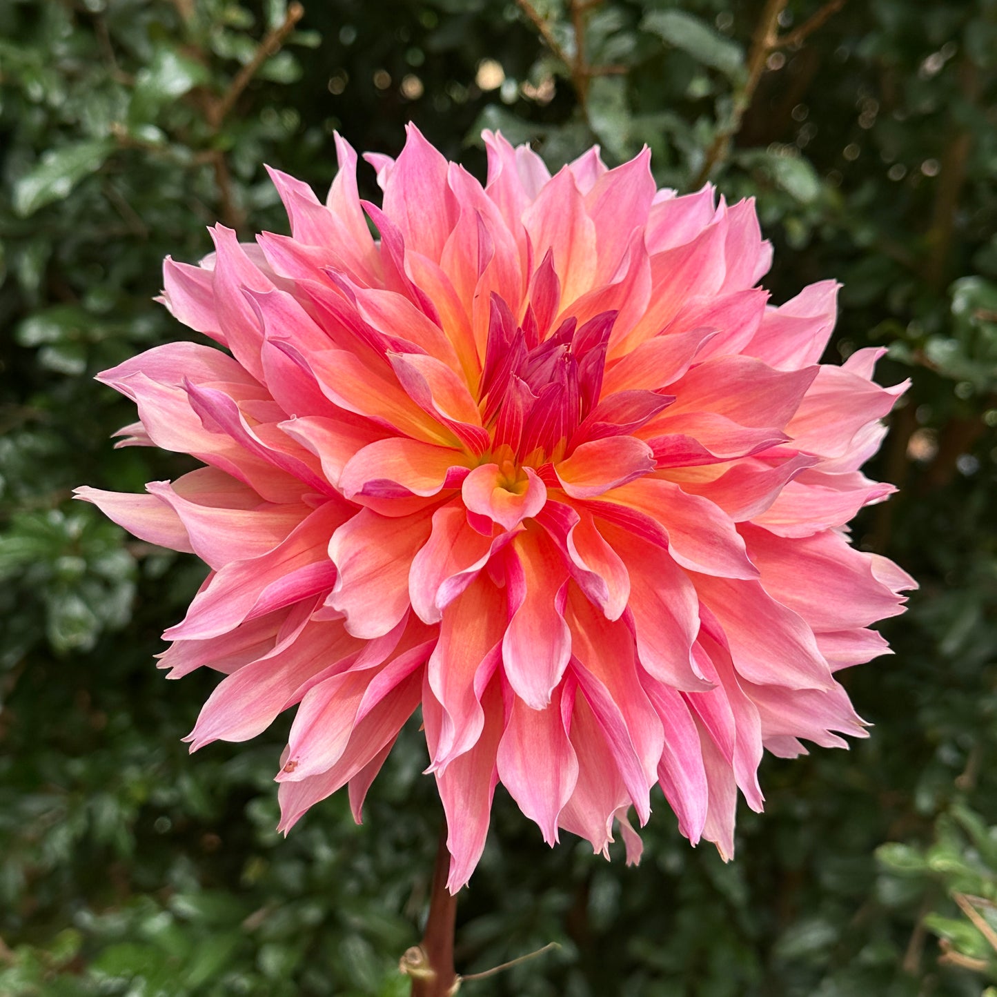 Labyrinth Dahlia Tuber