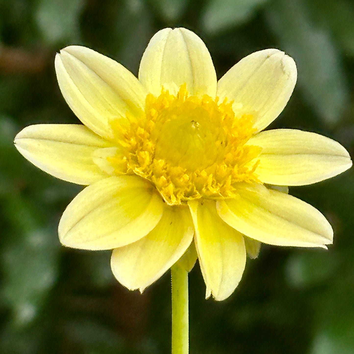 Topmix Yellow Dahlia Tuber