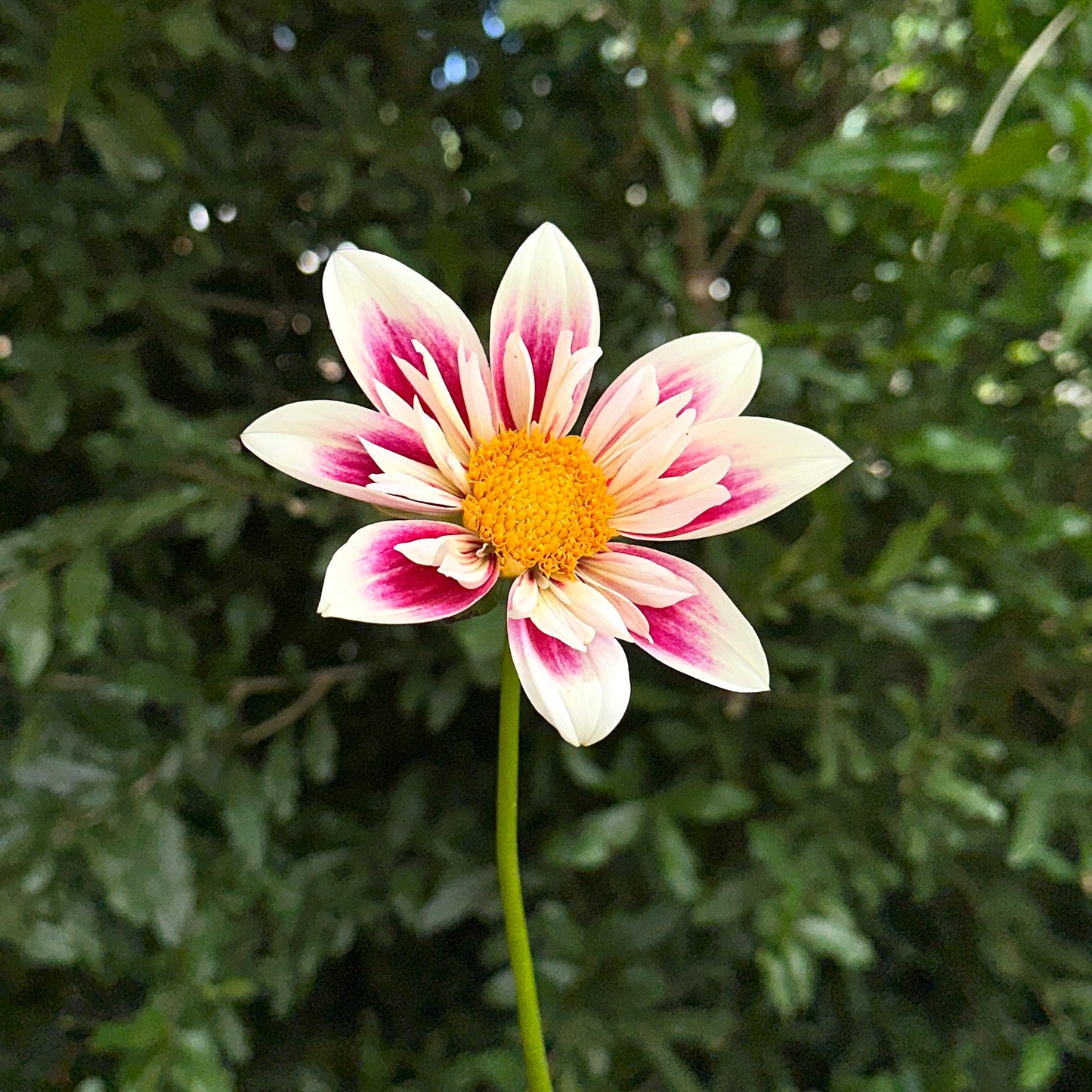 Fashion Monger Dahlia Tuber