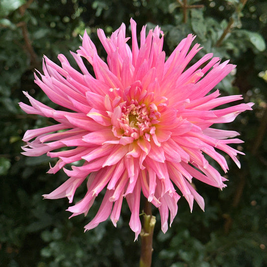 Hollyhill Cotton Candy Dahlia Tuber