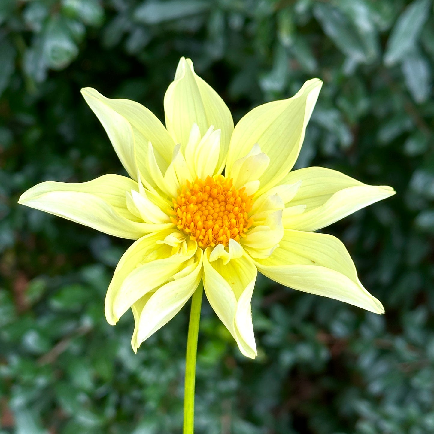 Rudie's Romance Dahlia (Limit 1 p.p)