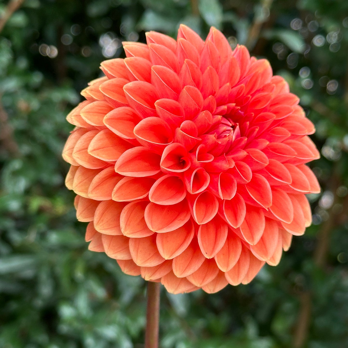 Sylvia AKA Maarn Dahlia Tuber