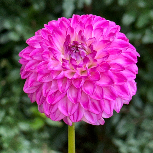 Genova Dahlia Tuber
