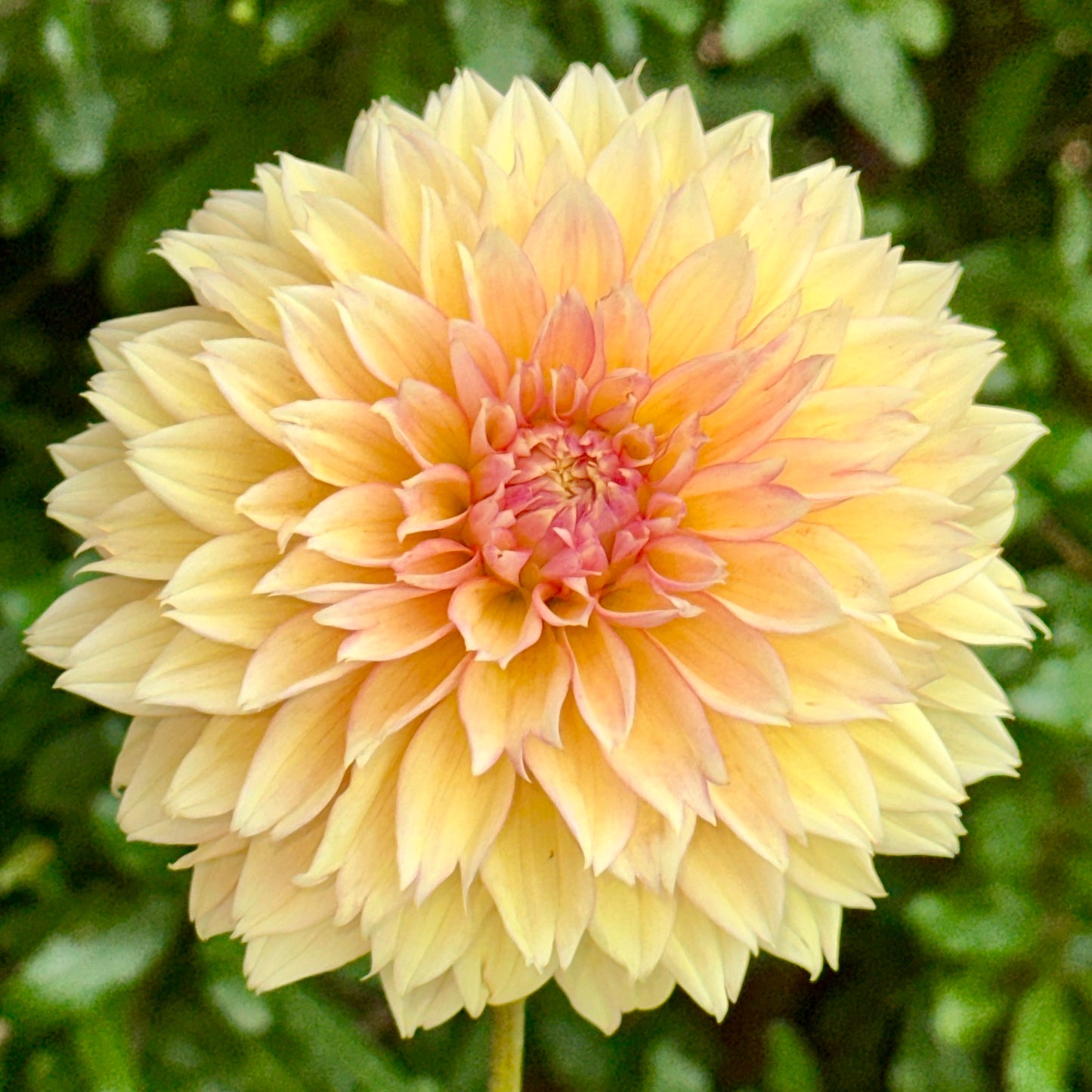Kick Off Dahlia Tuber