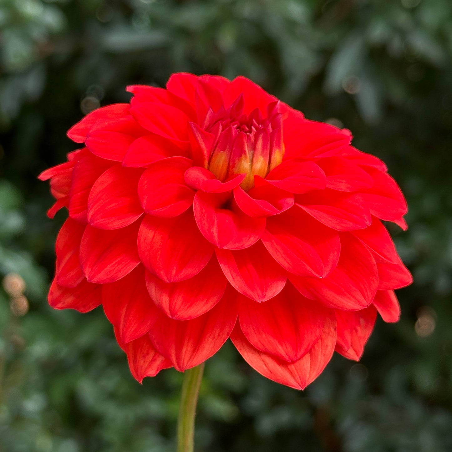 Gallery Valentin Dahlia Tuber