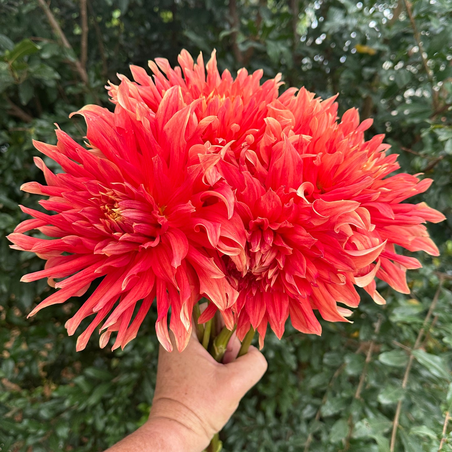 Douglas Orange Sunset Dahlia Tuber