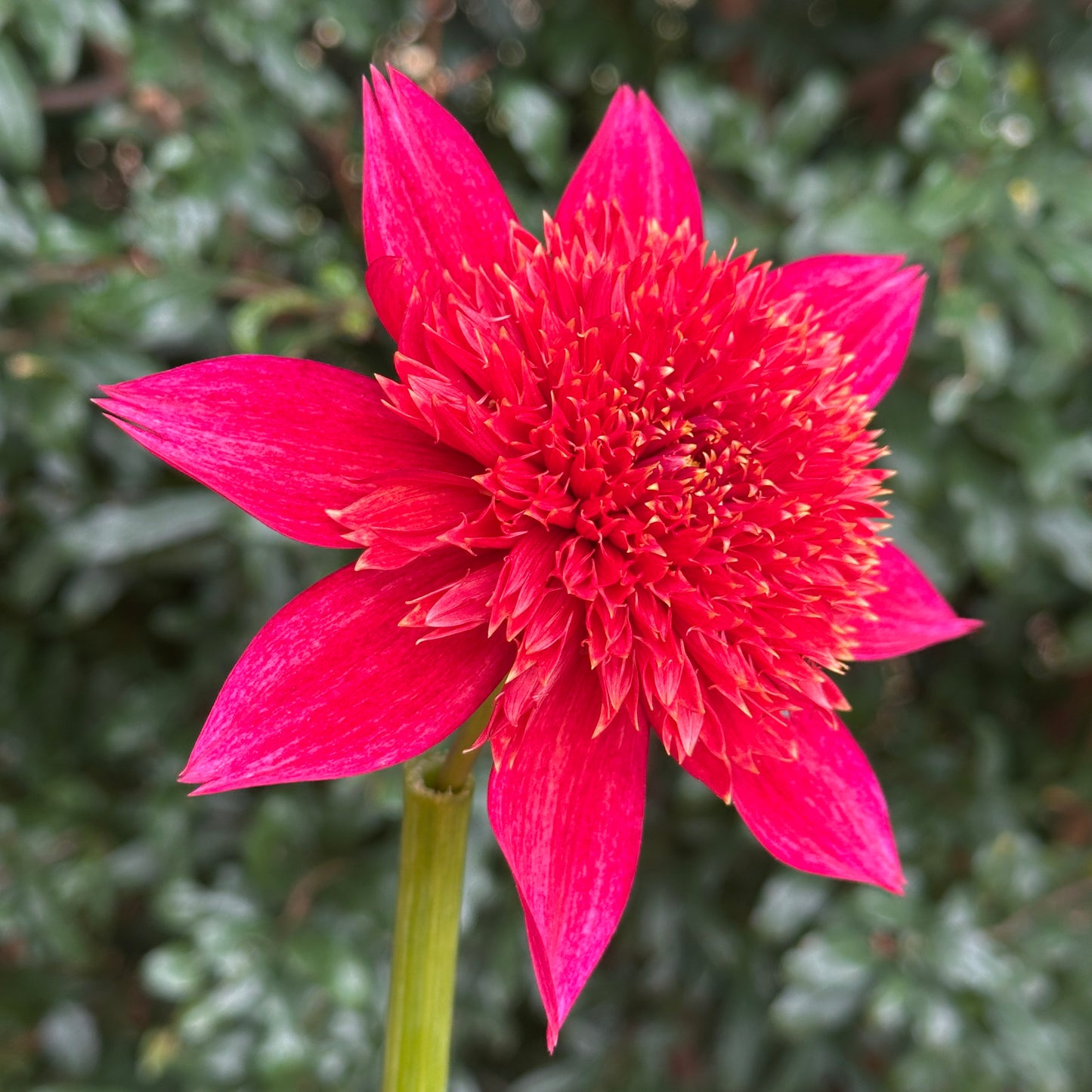 Jive Dahlia Tuber
