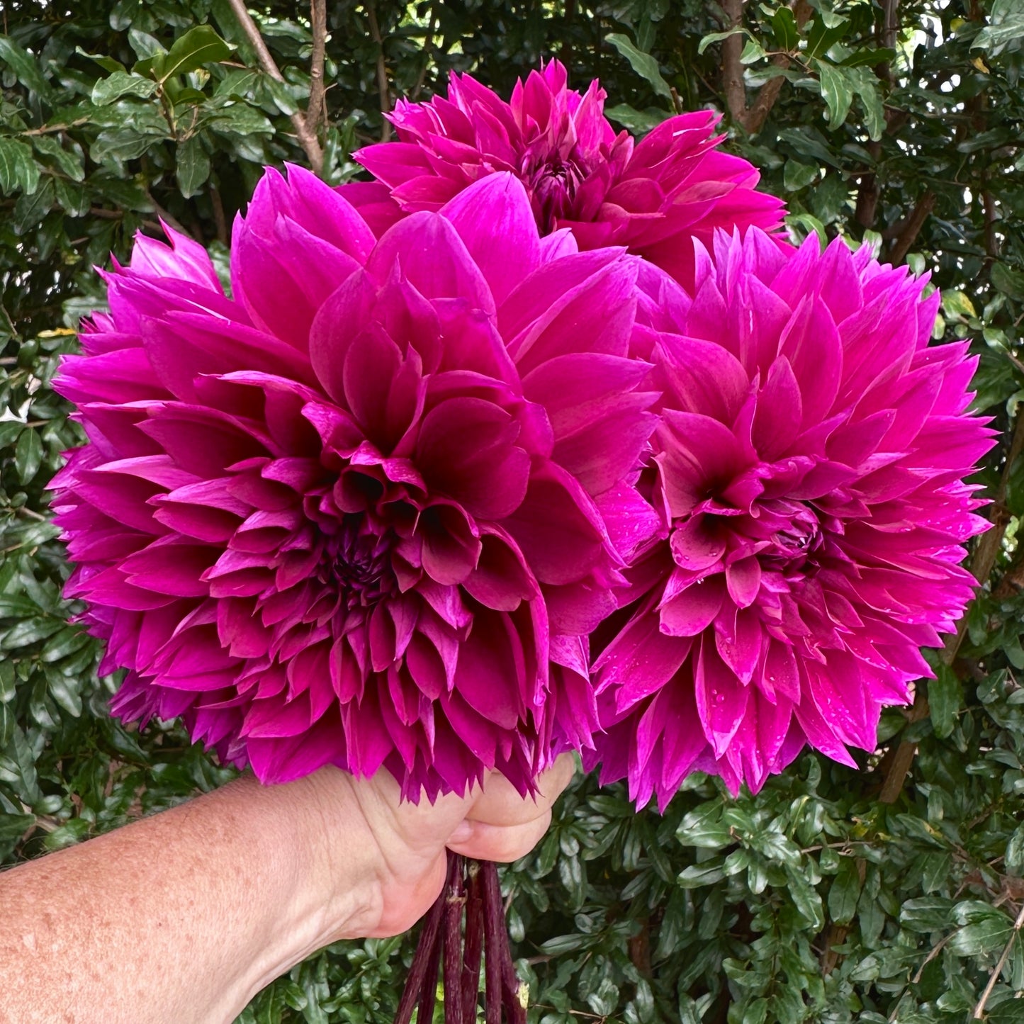 Thomas Edison Dahlia Tuber