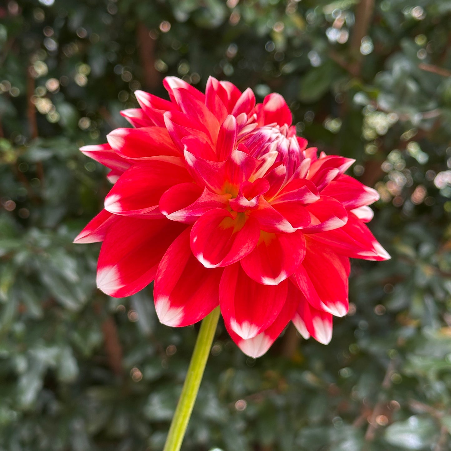 Hapet Celebration Dahlia Tuber