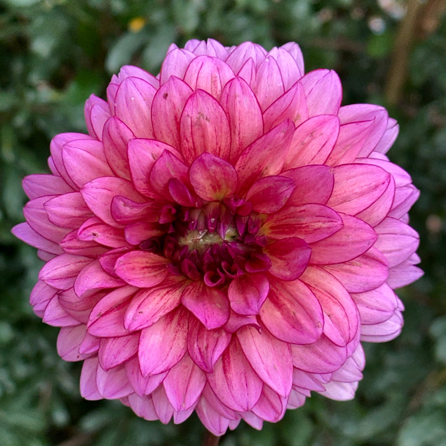 Molly Raven Dahlia Tuber