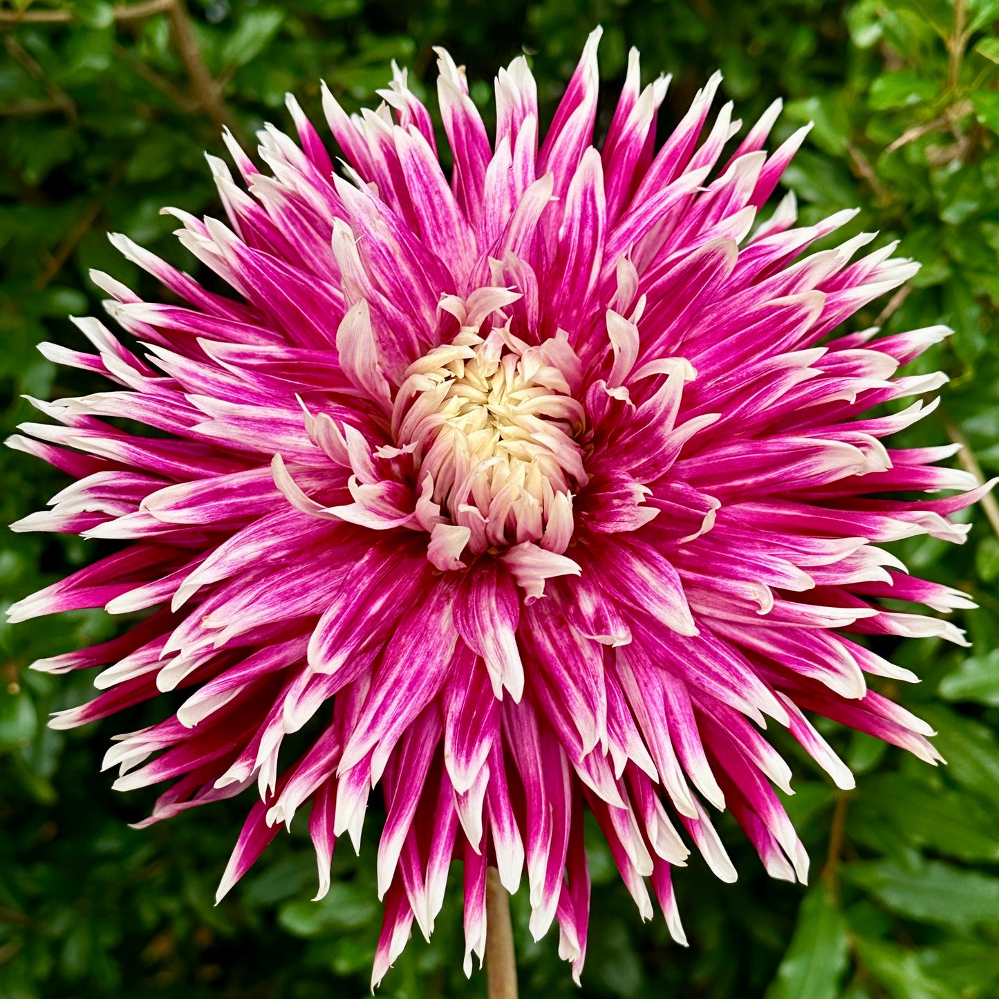 Vancouver Dahlia Tuber