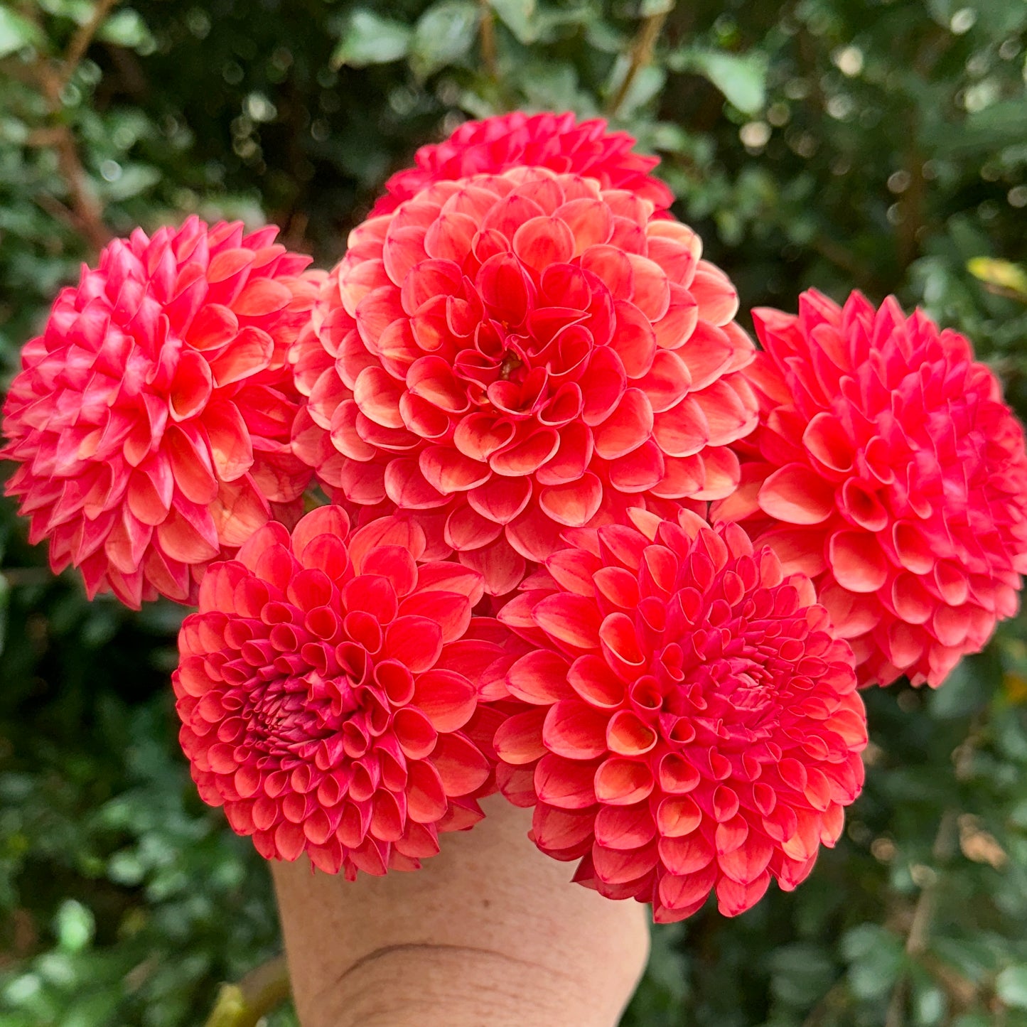 Valley Rust Bucket Dahlia (Limit 1 p.p)