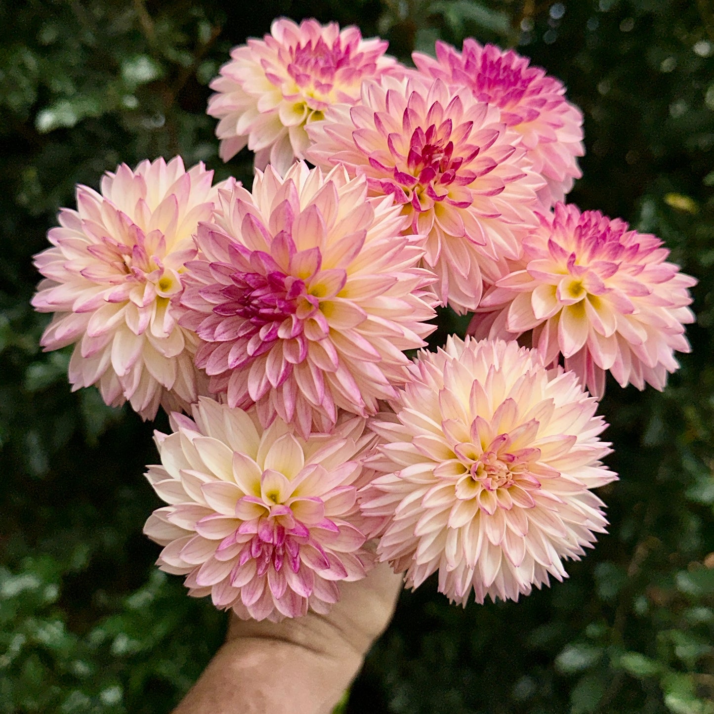 Valley Porcupine Dahlia (Limit 1 p.p)