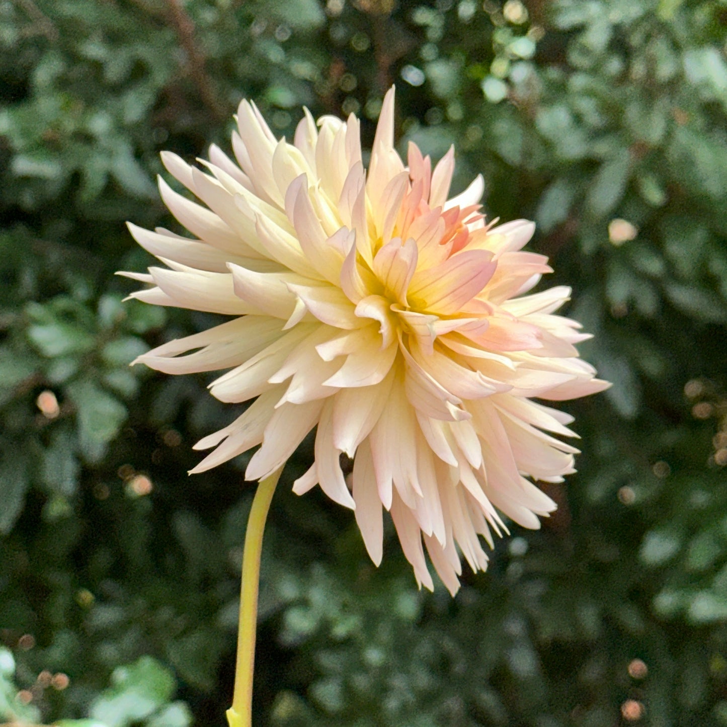 Henriette Dahlia Tuber