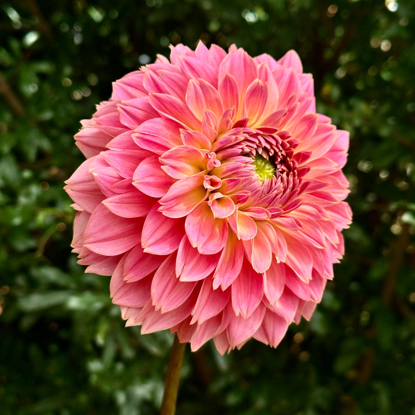 Navah Pretty Coral Dahlia Tuber
