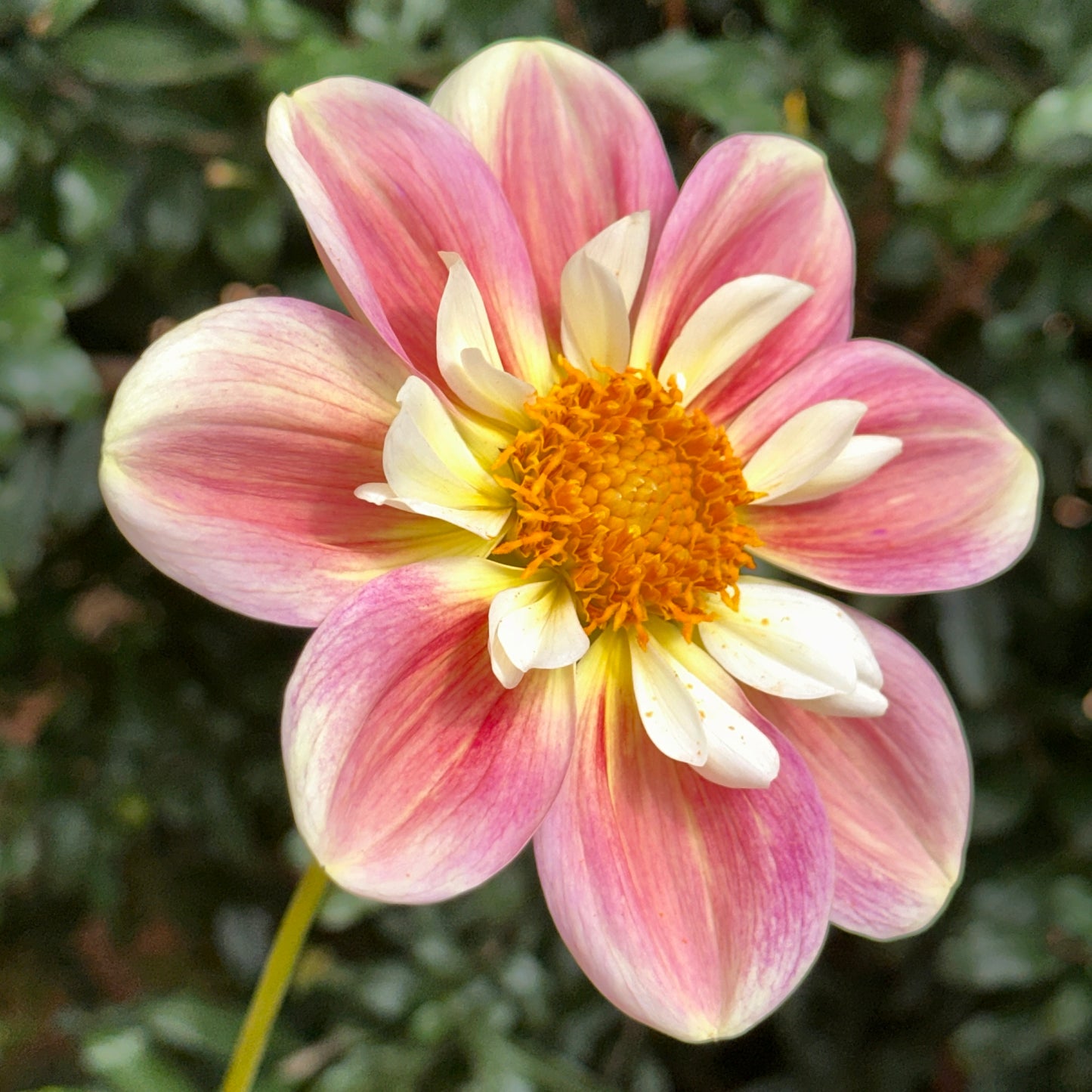 April Heather Dahlia (Limit 1 p.p)