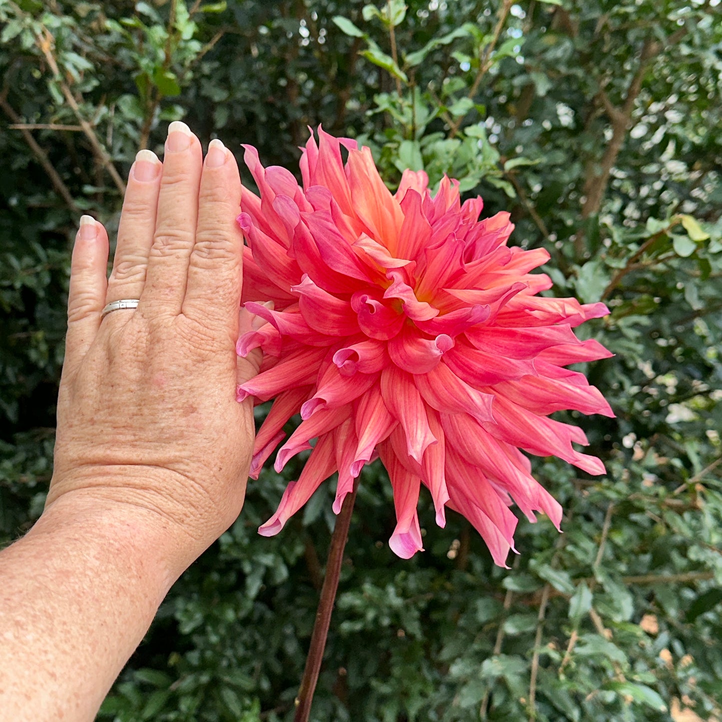 Belle of Barmera Dahlia Tuber
