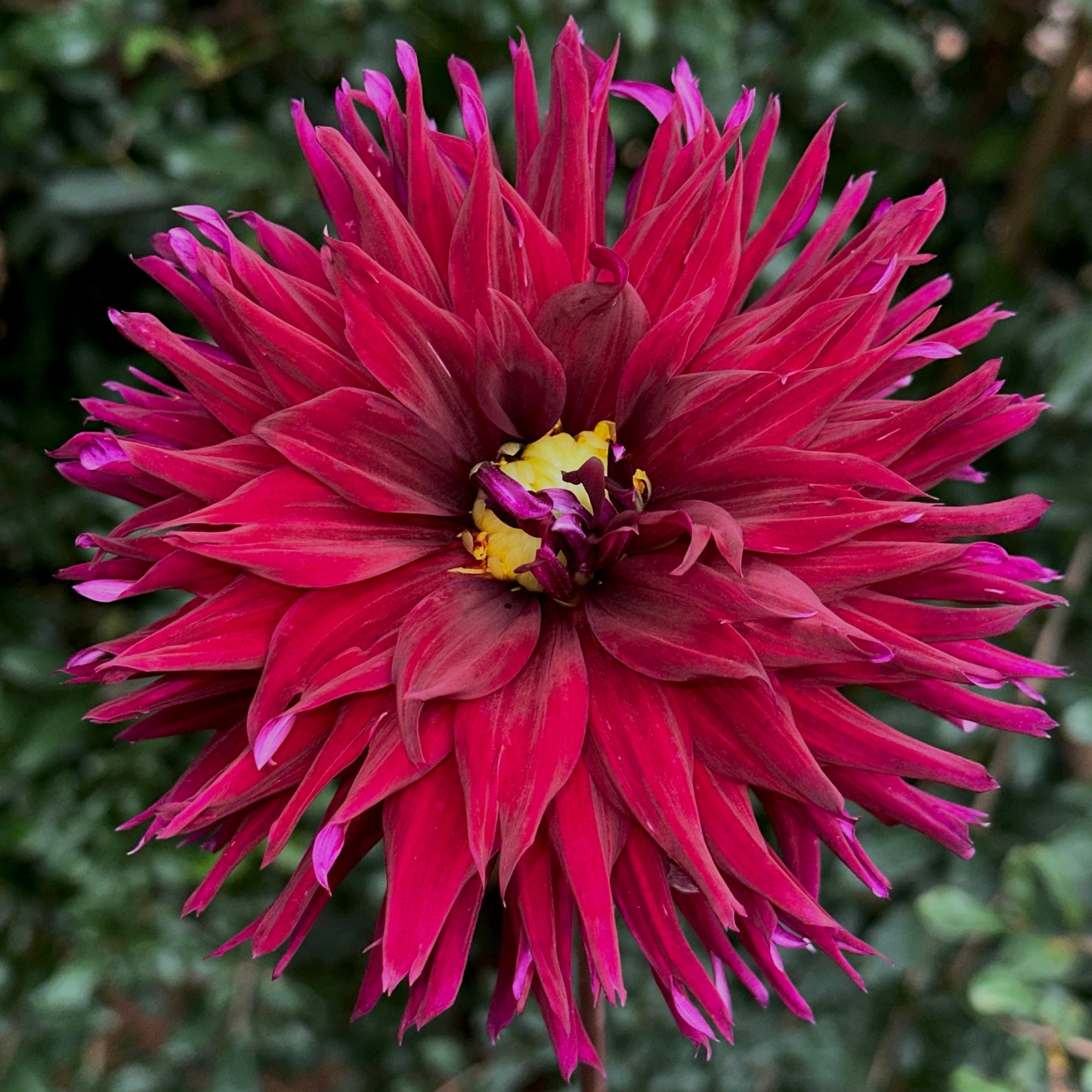 Burgundy Cactus Dahlia Tuber