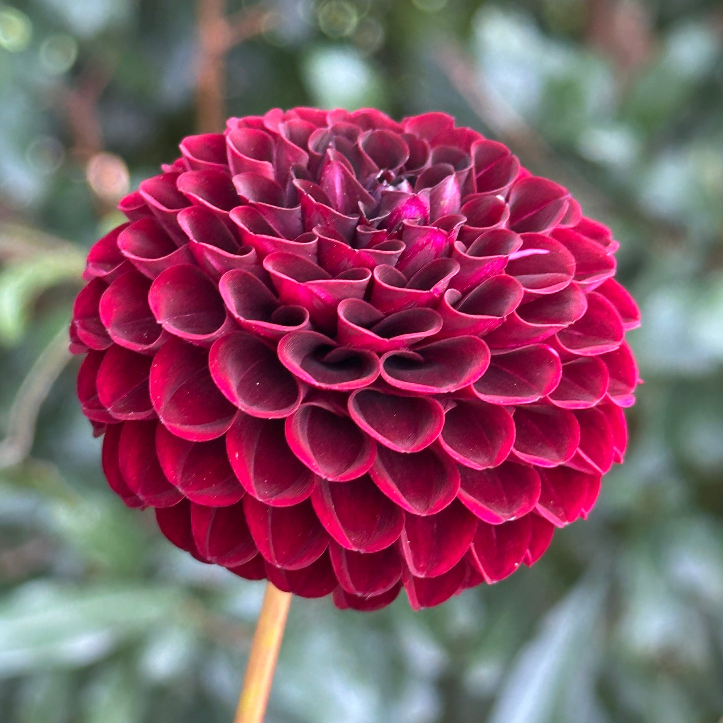 Tisa Dahlia Tuber