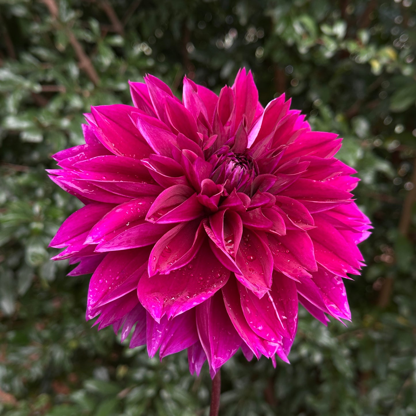 Thomas Edison Dahlia Tuber
