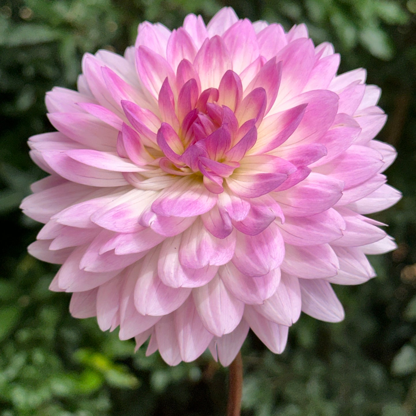 Nepos Dahlia Tuber