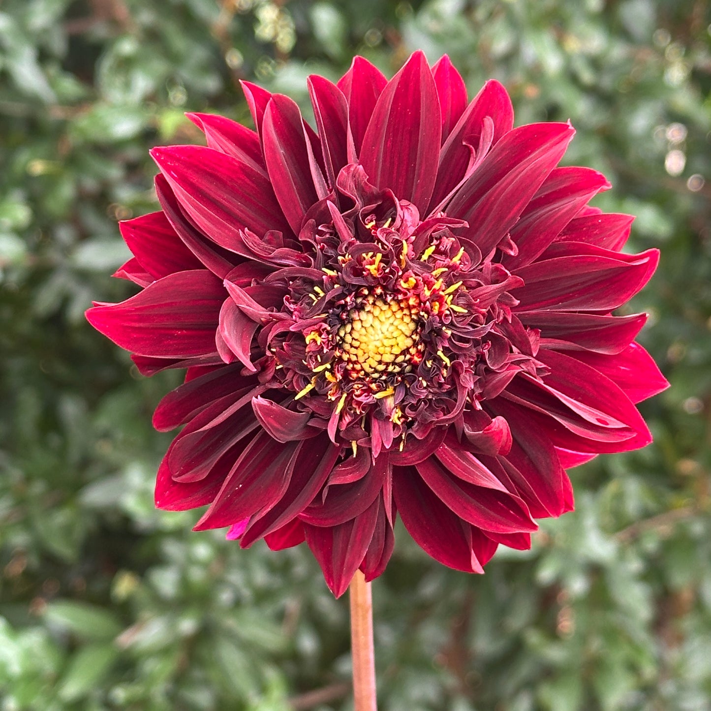 Soulman Dahlia Tuber
