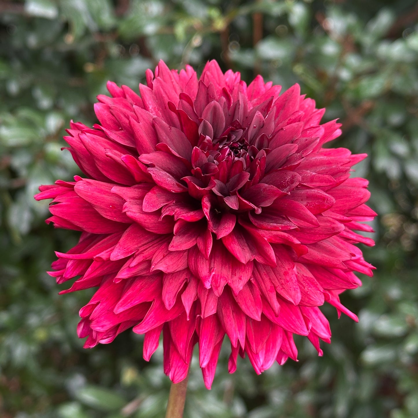 Painted Black Dahlia Tuber