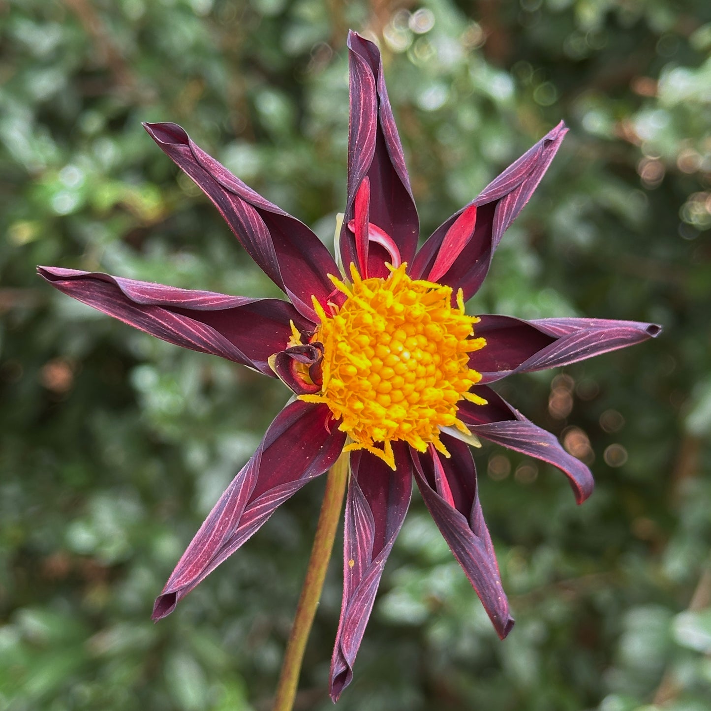 Verrone's Obsidian Dahlia Tuber