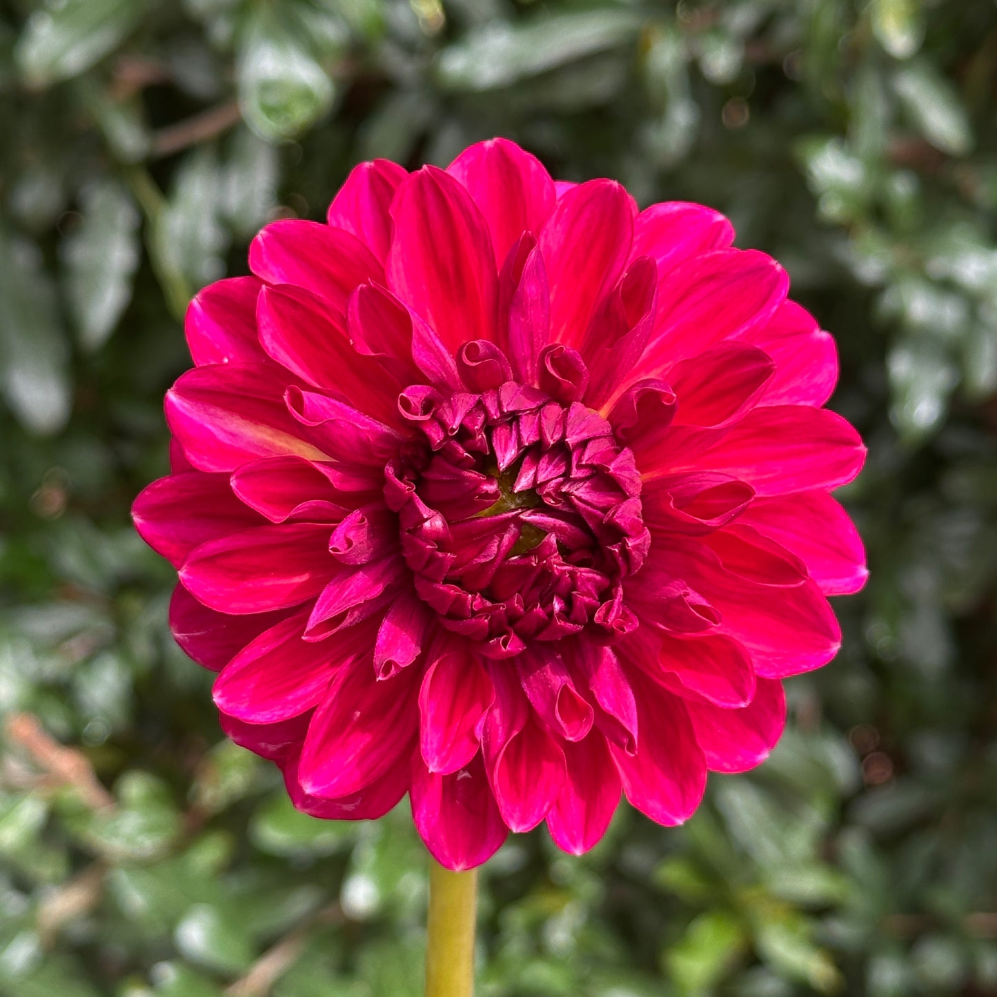 Perch Hill  Dahlia Tuber