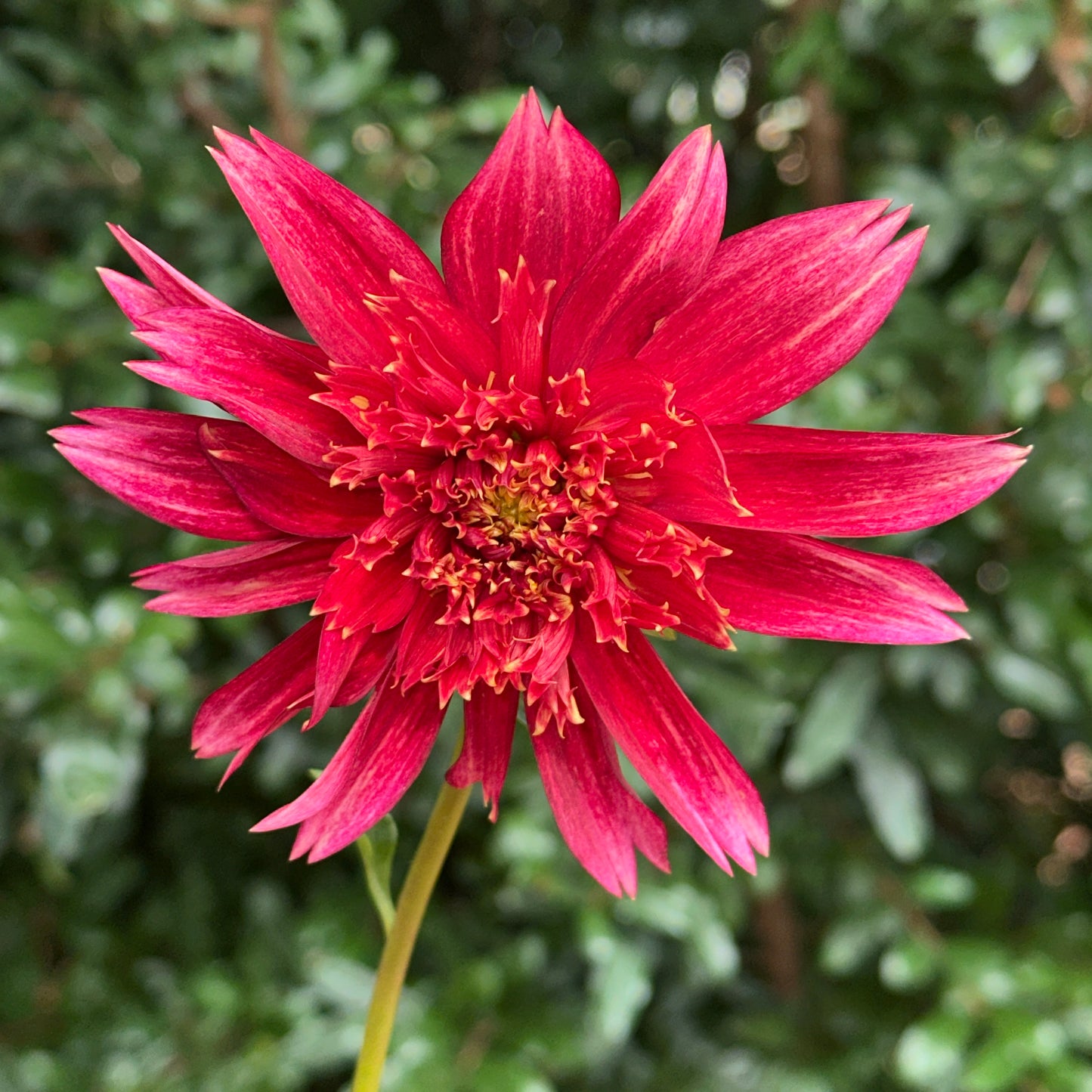 Jive Dahlia Tuber