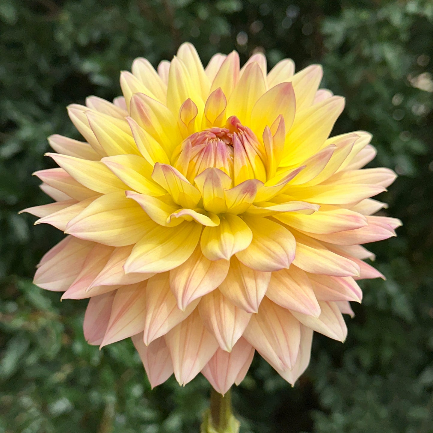 Rondeville Christopher Dahlia Tuber