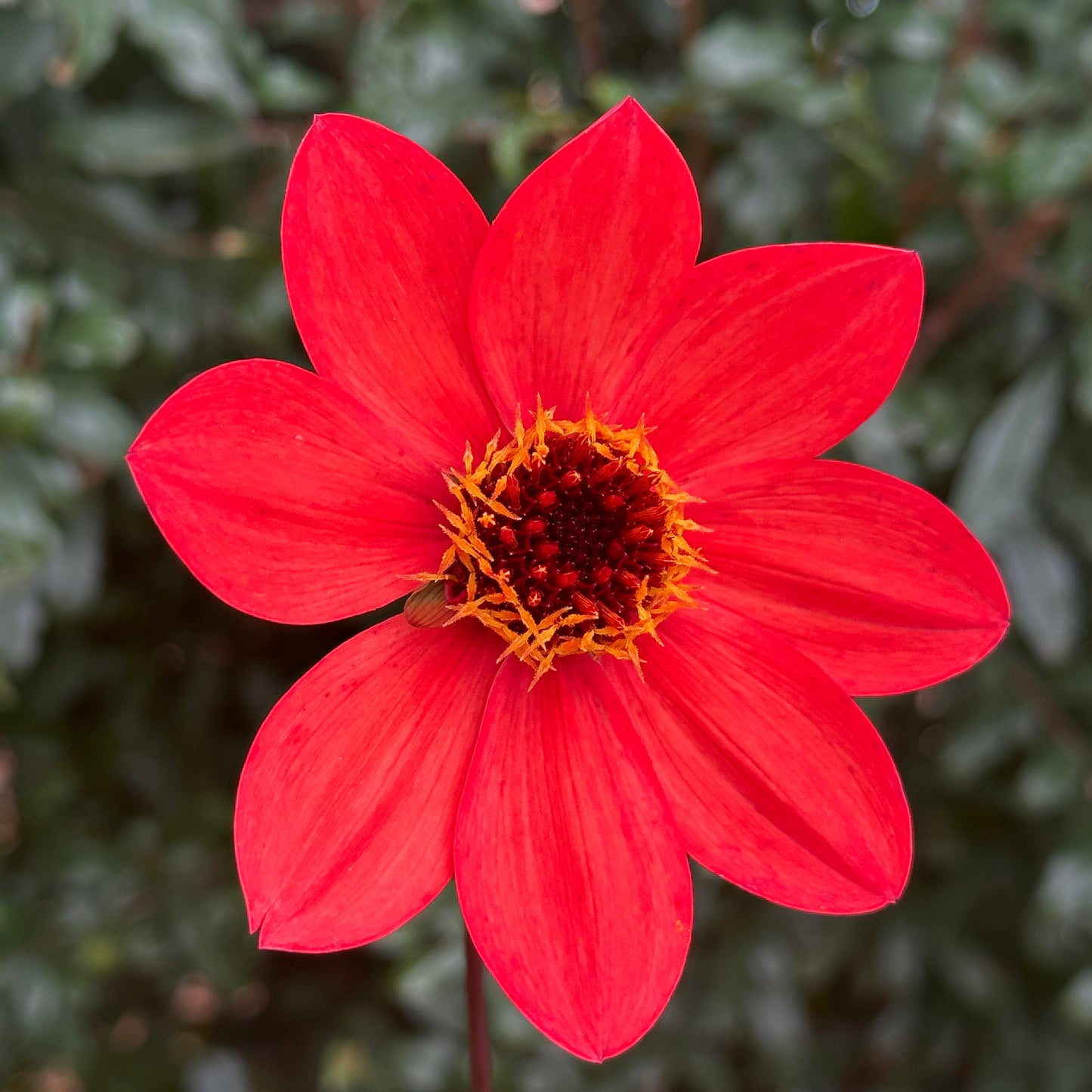 Bishop's of Llandaff Dahlia Tuber