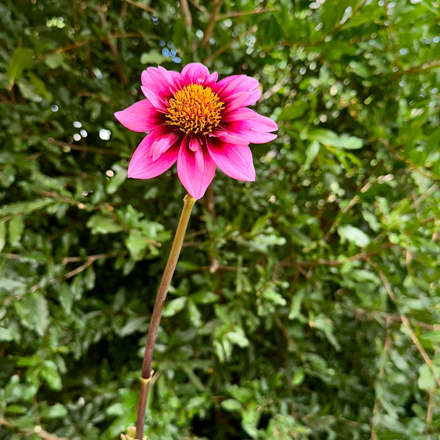 Skyfall Dahlia Tuber