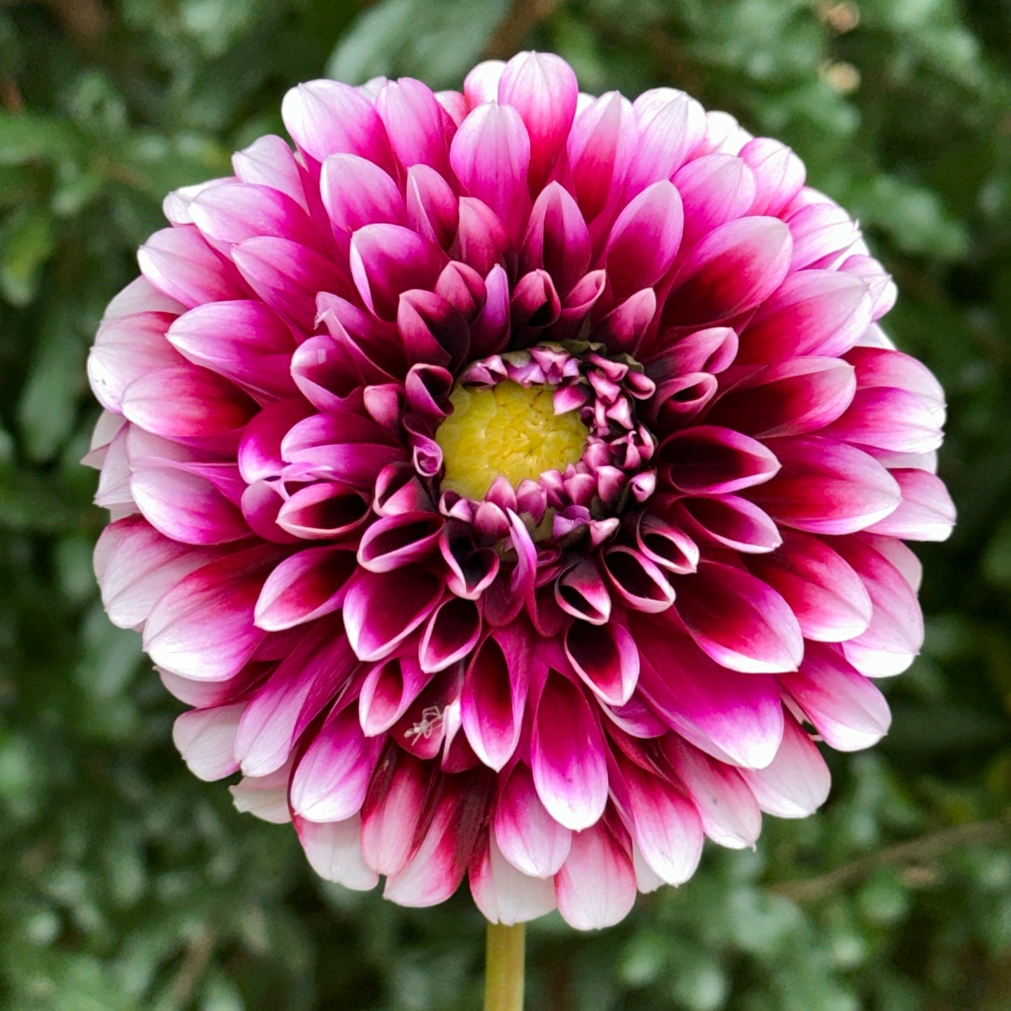 Edinburgh Dahlia Tuber