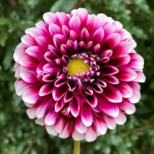 Edinburgh Dahlia Tuber