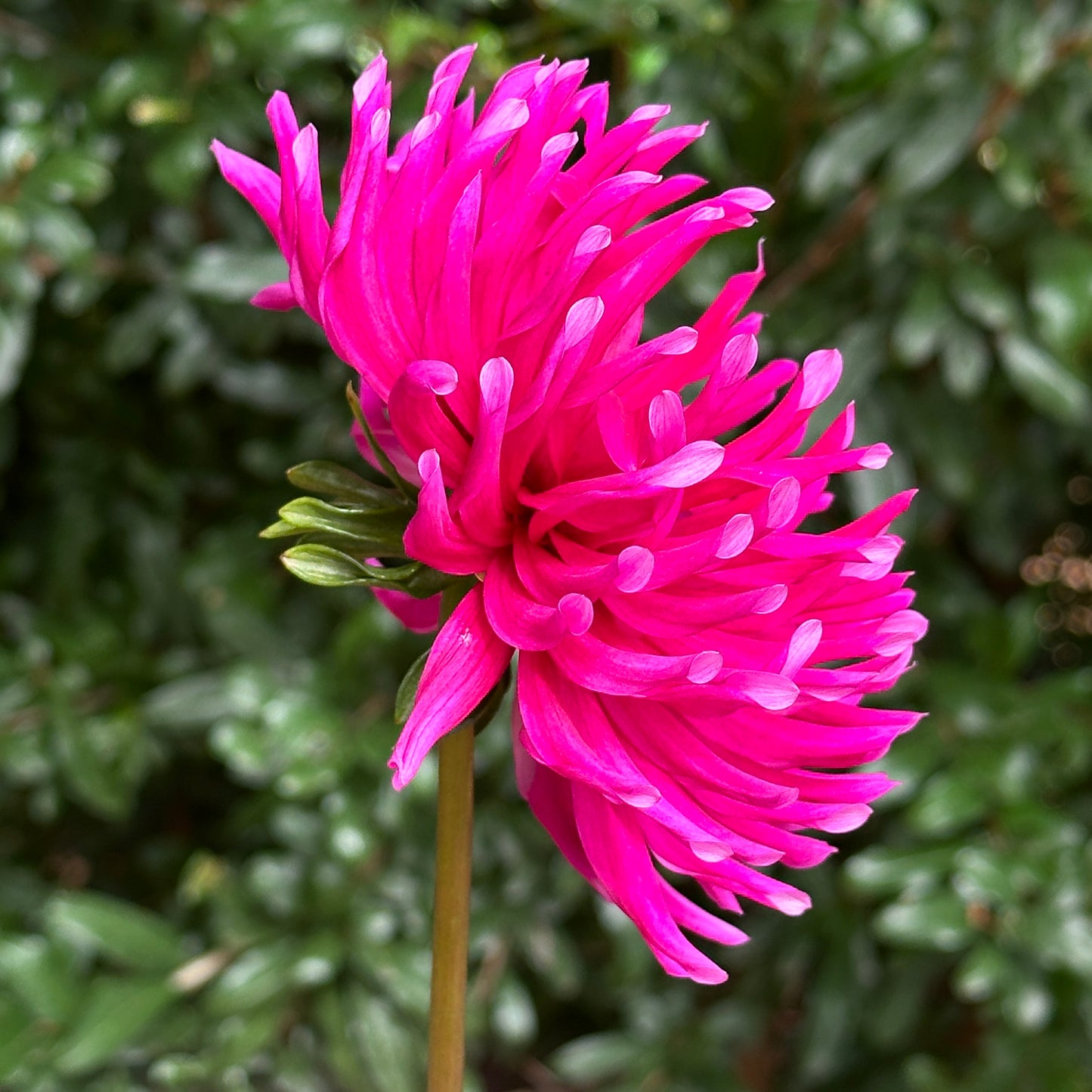 Purple Gem Dahlia Tuber