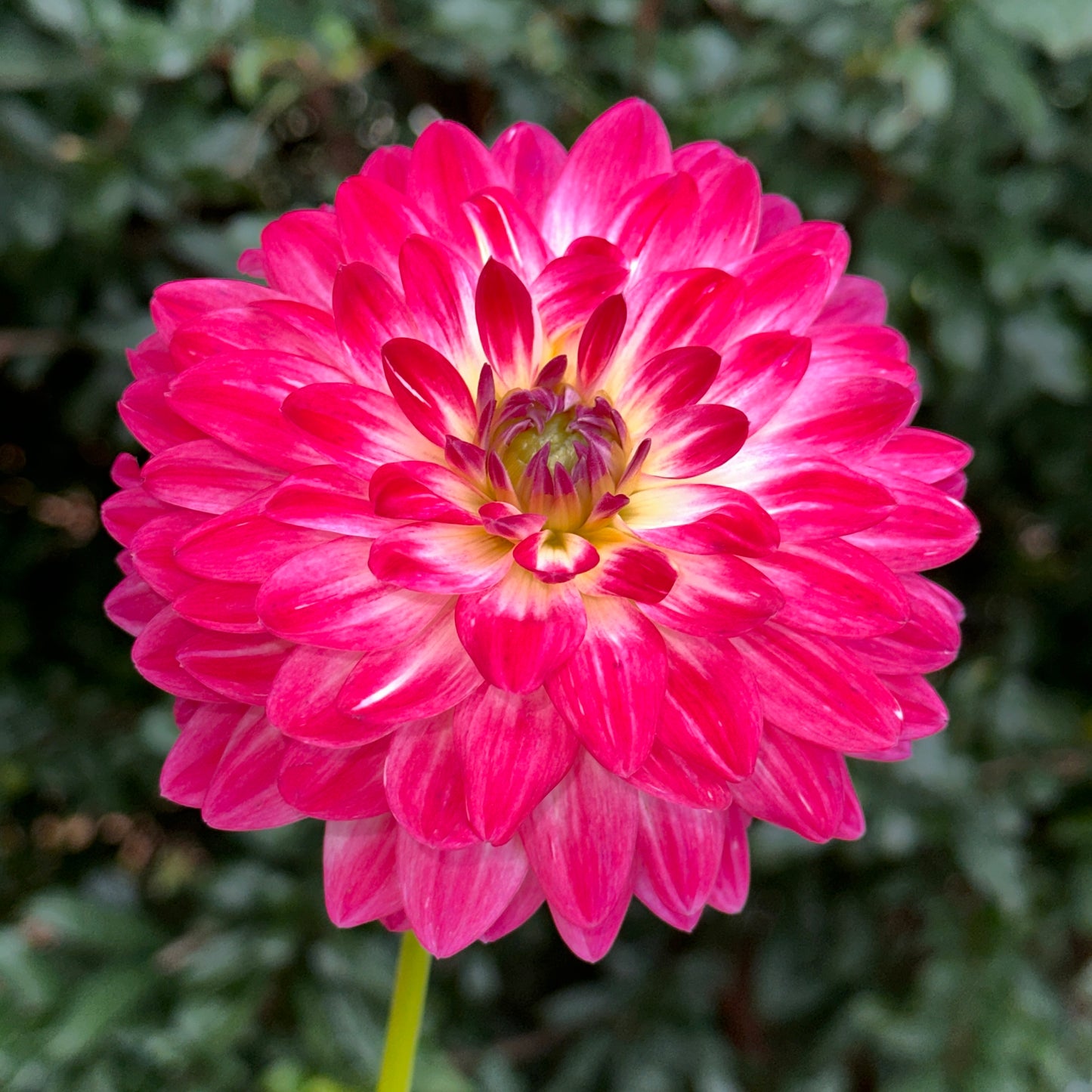 Dalaya Maxi Cherry Dahlia Tuber