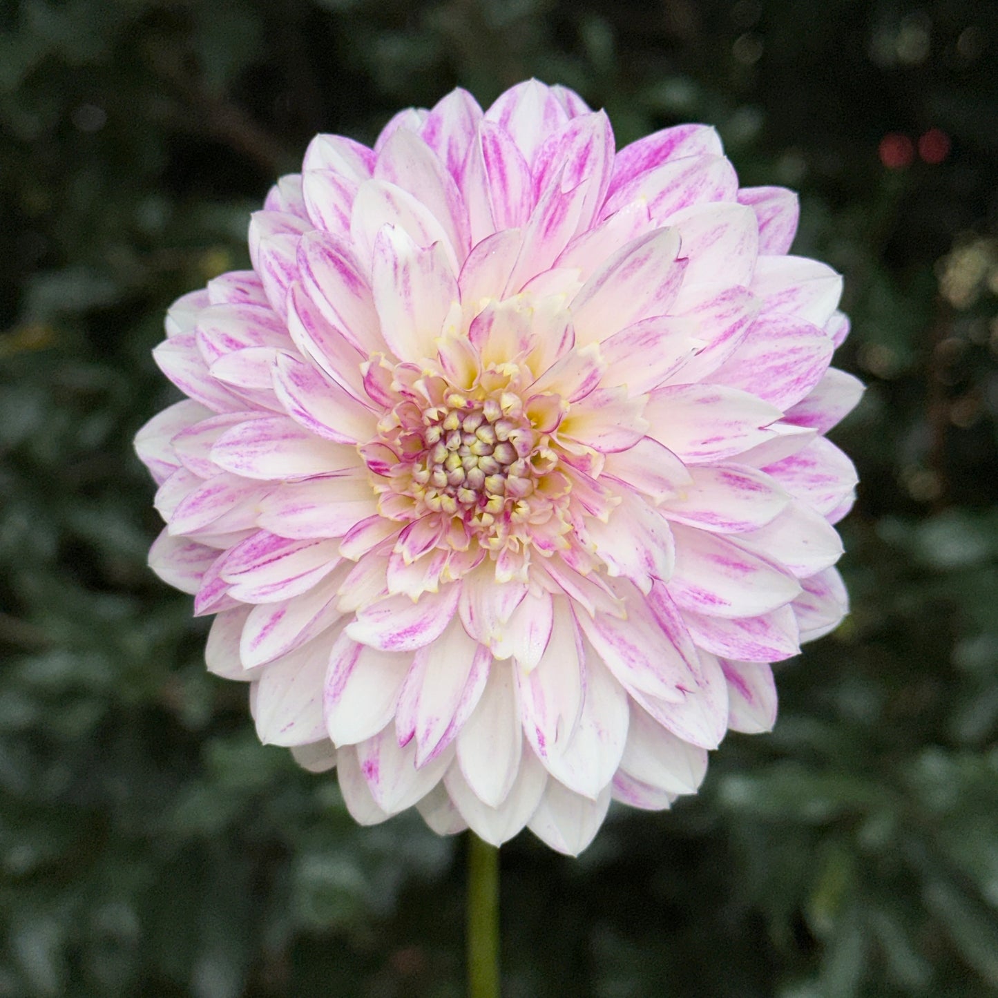 Que Serra Dahlia Tuber